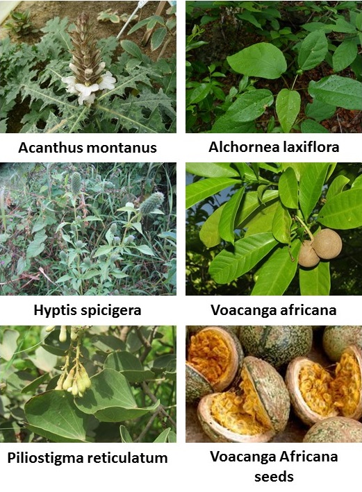 Common African herbs used to treat epilepsy