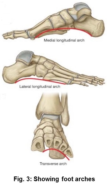 Arches of foot