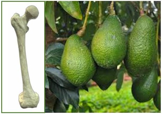 Avocado promotes bone health