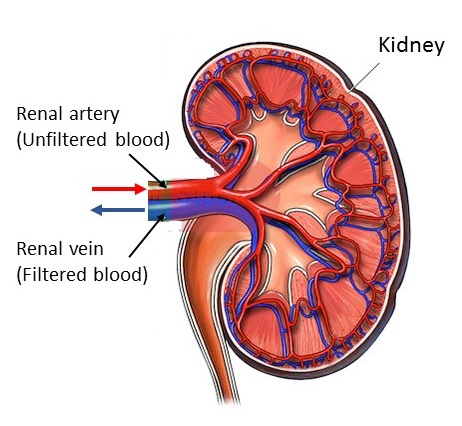 Blood supply kidney