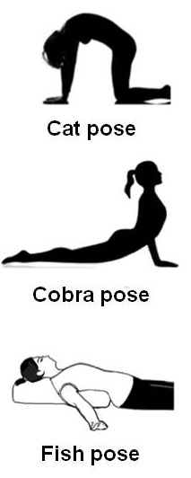 Illustration of Cat, Cobra, Fish yoga poses