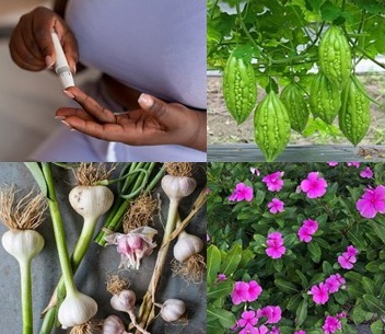 Herbal medicines in the treatment of diabetes in Africa