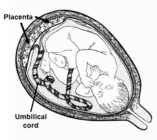 Baby in the womb and connected to the placenta by the umbilical cord