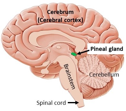 Illustration of a section of the brain showing the location of the pineal gland