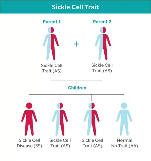 Inheritance pattern of the sickle cell trait and disease