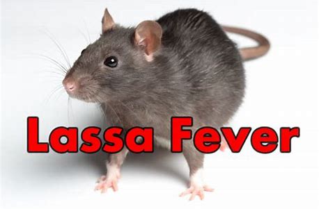 Mastomys rat, Lassa fever carrier