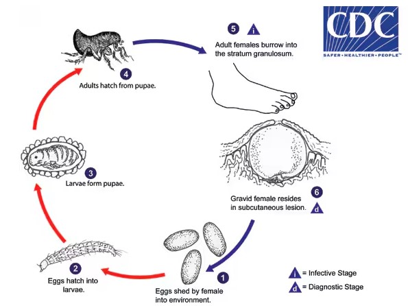 Life cycle of the jigger flea.