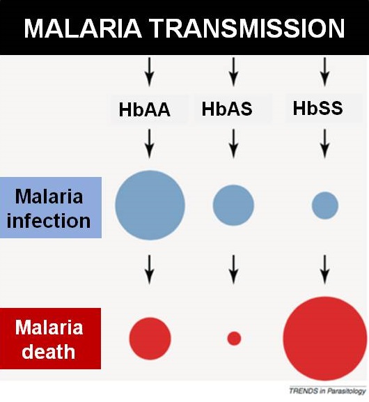 How the sickle cell trait protects against malaria