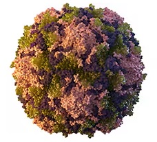 The poliovirus