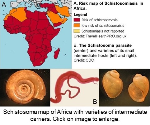 Schistosoma map of Africa with varieties of the intermediate carrier.