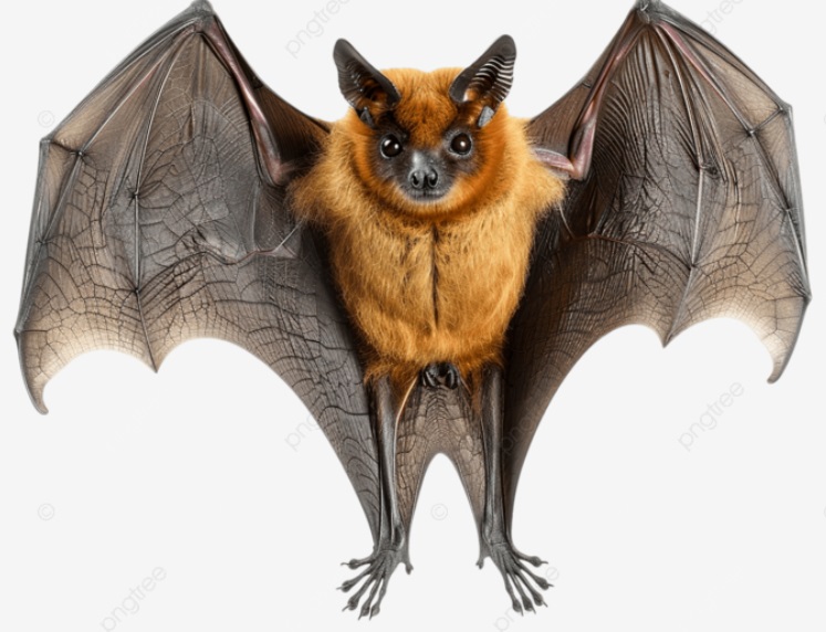 The fruit bat