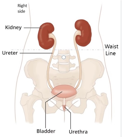 Location of the kidneys