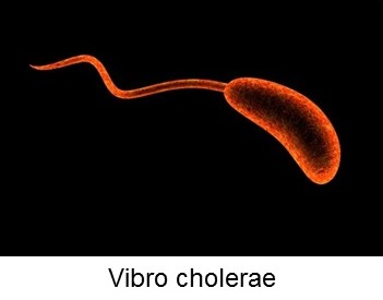 Representation of Vibrio cholerae