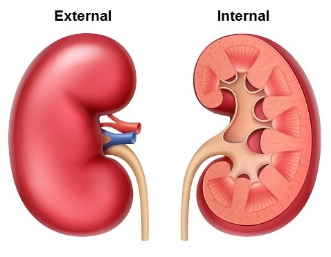 Views of the kidney