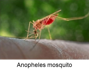 Anophekes mosquito