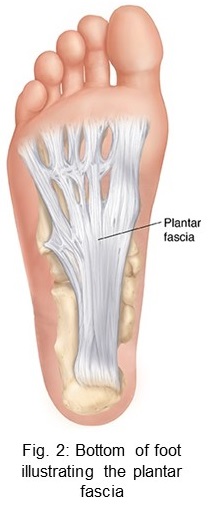 Anatomy of the plantar fascia