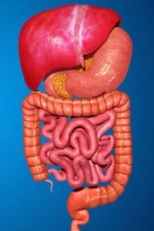 The digestive system