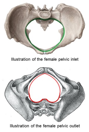 Comparison of the inlet and outlet features of the female pelvis