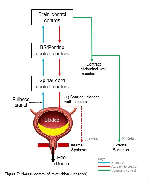 Neural control ofurination