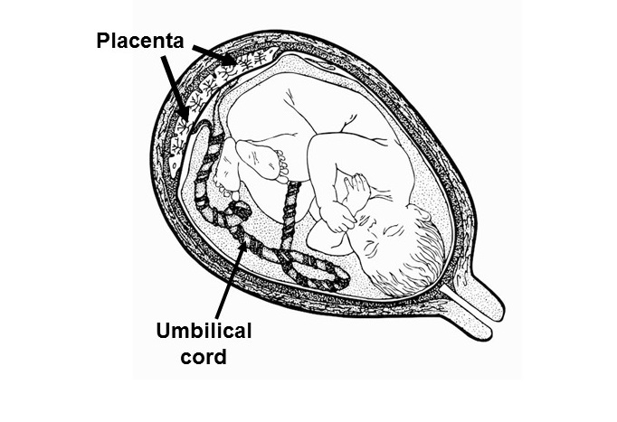 Baby lying in womb connected to the placenta by the umbilical cord.